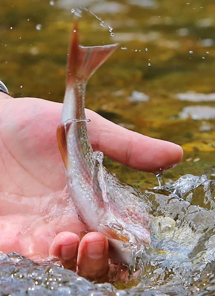 Fly fishing in cold rivers 2