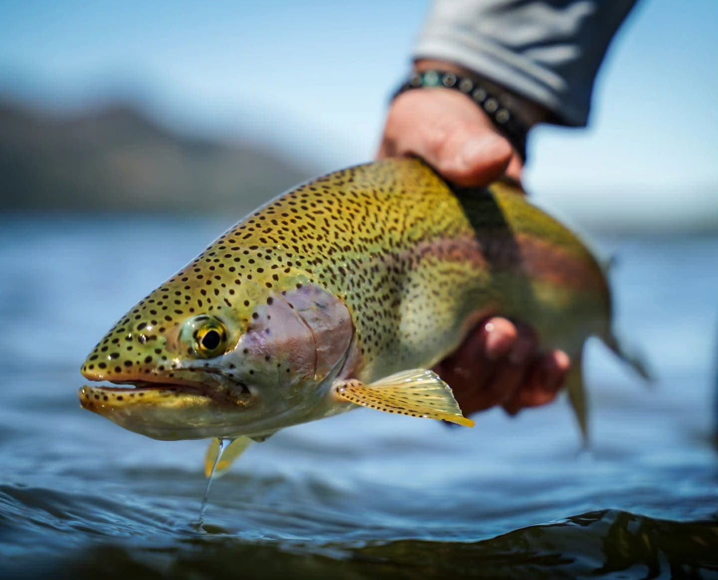Pesca con mosca de Trucha Arcoíris 1