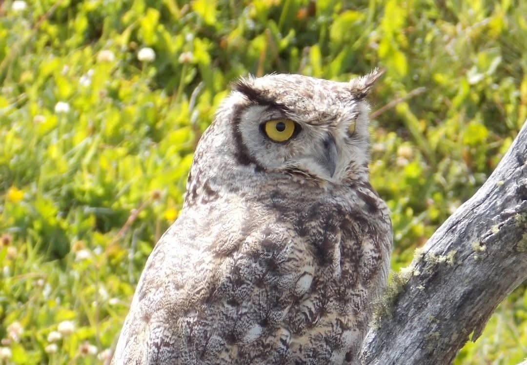Wildlife spotting