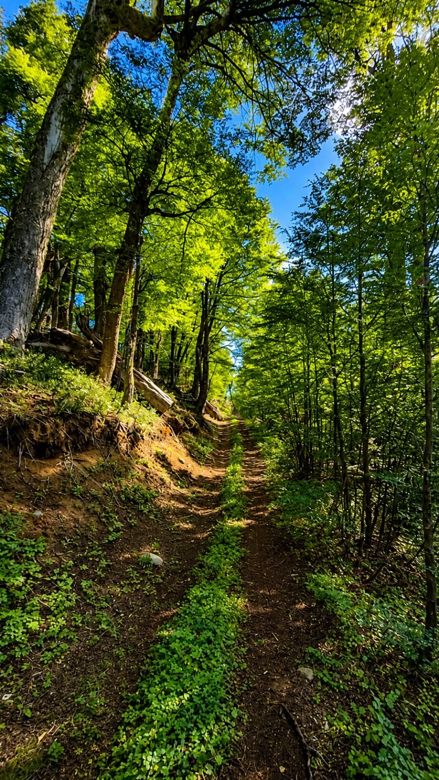 Trekking through untouched backcountry 4