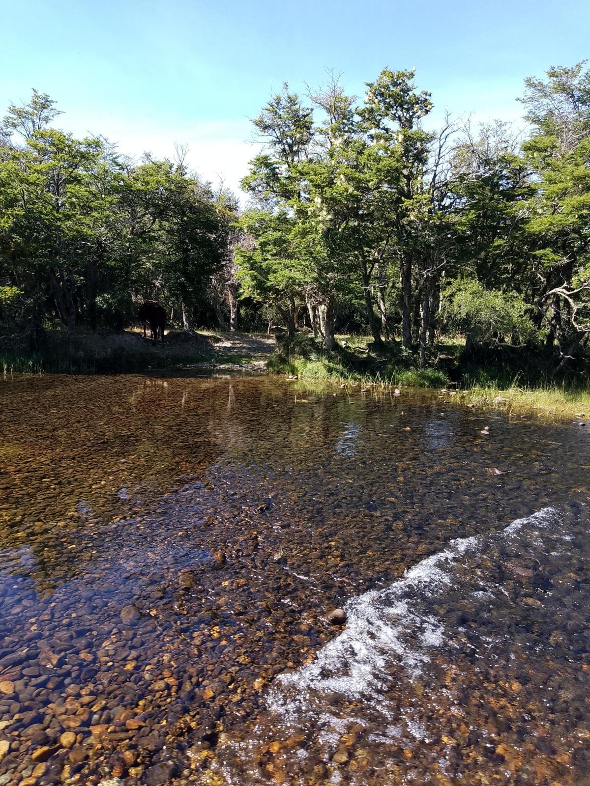 5 Nights/4 Days Guided Beginner Fly Fishing Trip Patagonia